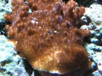 ImageUploadedByReefs1360532221.152431.jpg