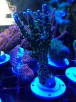 ImageUploadedByReefs1366468253.773998.jpg
