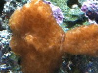 ImageUploadedByReefs1360532328.792699.jpg
