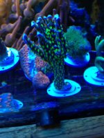 ImageUploadedByReefs1366468263.524879.jpg