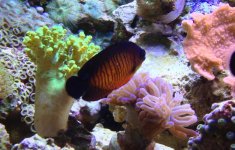 Coral Beauty.jpg