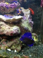 ImageUploadedByReefs1369868342.135885.jpg