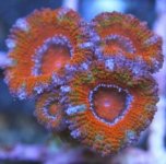 tropical rainbow .jpg