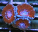 pink flam acan.jpg