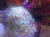 ImageUploadedByReefs1364408920.216447.jpg