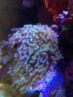 ImageUploadedByReefs1364412996.233820.jpg
