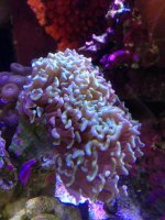 ImageUploadedByReefs1364413009.267086.jpg