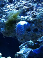 Iphone pix 111.jpg