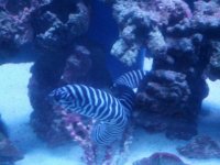 eel3.jpg eel3.jpg