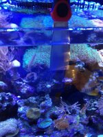 ImageUploadedByReefs1369951225.049278.jpg