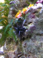 ImageUploadedByReefs1369965663.001889.jpg