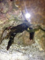ImageUploadedByReefs1369965693.713154.jpg
