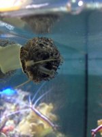 ImageUploadedByReefs1369965712.815004.jpg