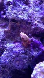 ImageUploadedByReefs1369965785.266248.jpg