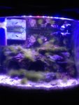 ImageUploadedByReefs1364431250.039649.jpg ImageUploadedByReefs1364431250.039649.jpg