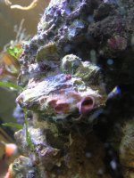 ImageUploadedByReefs1369965832.198343.jpg