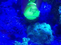 ImageUploadedByReefs1373821242.995948.jpg