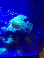 ImageUploadedByReefs1373821282.350866.jpg