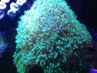 ImageUploadedByReefs1373821354.174647.jpg
