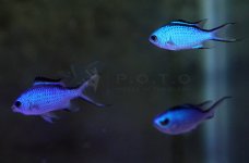 blue_reef_chromis.jpg