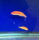 hooded wrasses.jpg