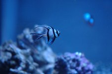 fish.JPG
