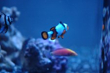 fishs.JPG