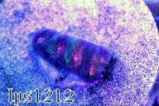 IMG_4142.JPG