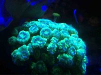ImageUploadedByReefs1356708223.264058.jpg