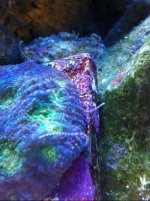 Tentacle like things from under Echinata LPS.jpg