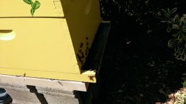 bees2.jpg