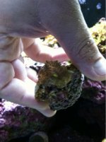 ImageUploadedByReefs1373938028.148482.jpg