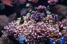 DSC_2786.JPG