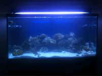 ImageUploadedByReefs1348642977.604534.jpg