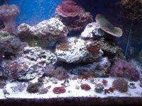 Corals2.jpg