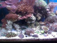 Corals1.jpg