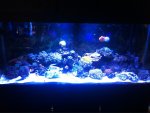 ImageUploadedByReefs1361034550.093325.jpg