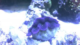 ImageUploadedByReefs1361034570.519465.jpg