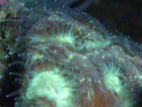 ImageUploadedByReefs1361034619.543231.jpg