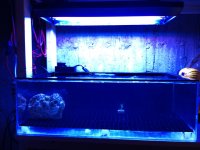 ImageUploadedByReefs1361035653.307228.jpg
