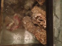 ImageUploadedByReefs1352666725.293369.jpg