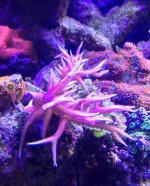 ImageUploadedByReefs1364647606.424966.jpg