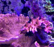 ImageUploadedByReefs1364647641.705983.jpg