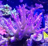 ImageUploadedByReefs1364647700.589531.jpg
