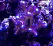 ImageUploadedByReefs1364647760.422665.jpg