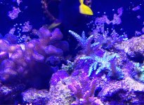ImageUploadedByReefs1364647781.807534.jpg