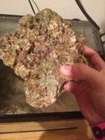 ImageUploadedByReefs1352666845.124838.jpg