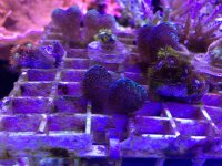 ImageUploadedByReefs1364647803.889261.jpg
