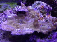 ImageUploadedByReefs1364647816.140444.jpg