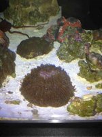 ImageUploadedByReefs1361044189.667235.jpg